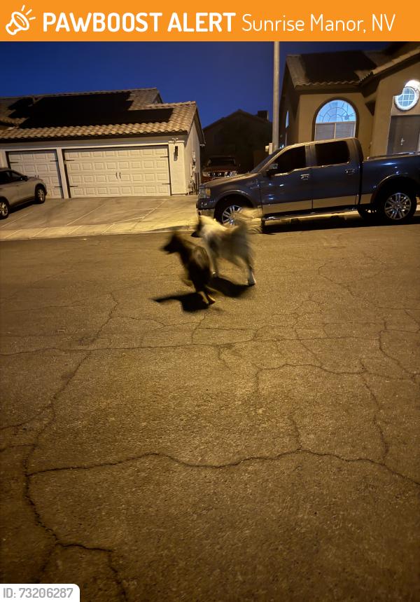 Found/Stray Unknown Dog last seen tree line, Sunrise Manor, NV 89142