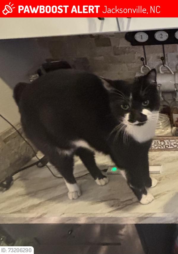 Lost Male Cat last seen western blvd, Jacksonville, NC 28546