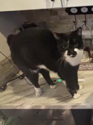 Lost Male Cat last seen western blvd, Jacksonville, NC 28546