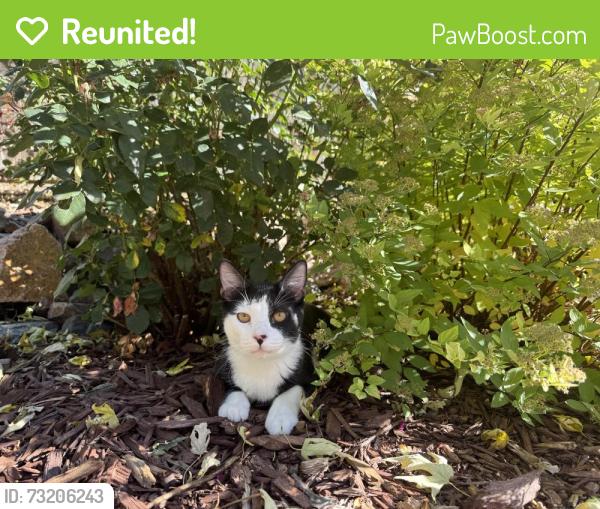 Reunited Male Cat last seen Hampden and Tower behind Safeway, Aurora, CO 80013