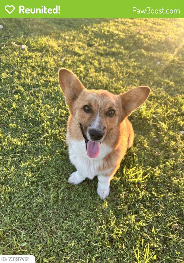Reunited Male Dog last seen Fm 429 near i20, Terrell, TX 75160