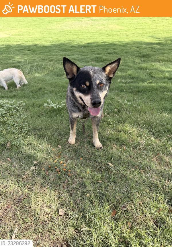 Found/Stray Male Dog last seen S 70th Dr & W Carter Rd, Phoenix, AZ 85339