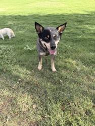 Found/Stray Male Dog last seen S 70th Dr & W Carter Rd, Phoenix, AZ 85339