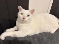 Reunited Female Cat last seen Apex street, Griffin, Griffin, QLD 4503