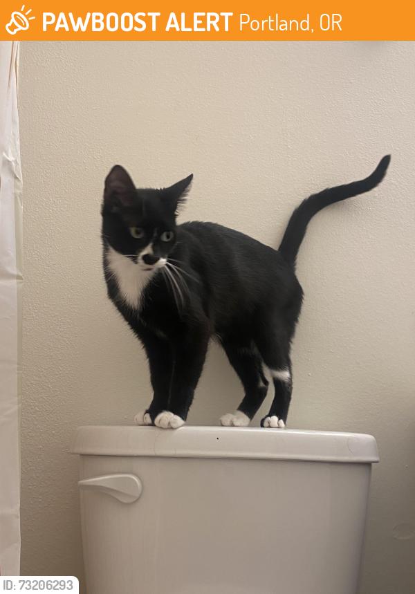 Found/Stray Female Cat last seen Lazy Susan’s &, Portland, OR 97223