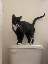 Found/Stray Female Cat last seen Lazy Susan’s &, Portland, OR 97223