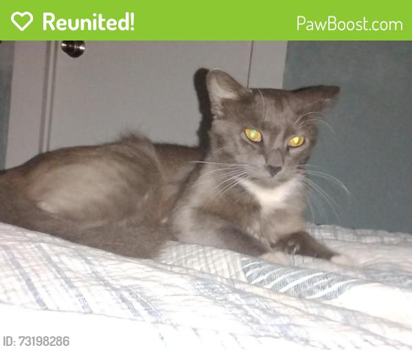Reunited Female Cat last seen Auto zone by lemon street and 27, Lady Lake, FL 32158