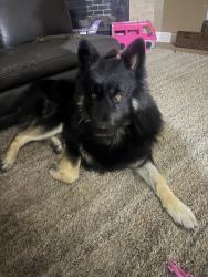 Lost Male Dog last seen John Muir hosp, Brentwood, CA 94513