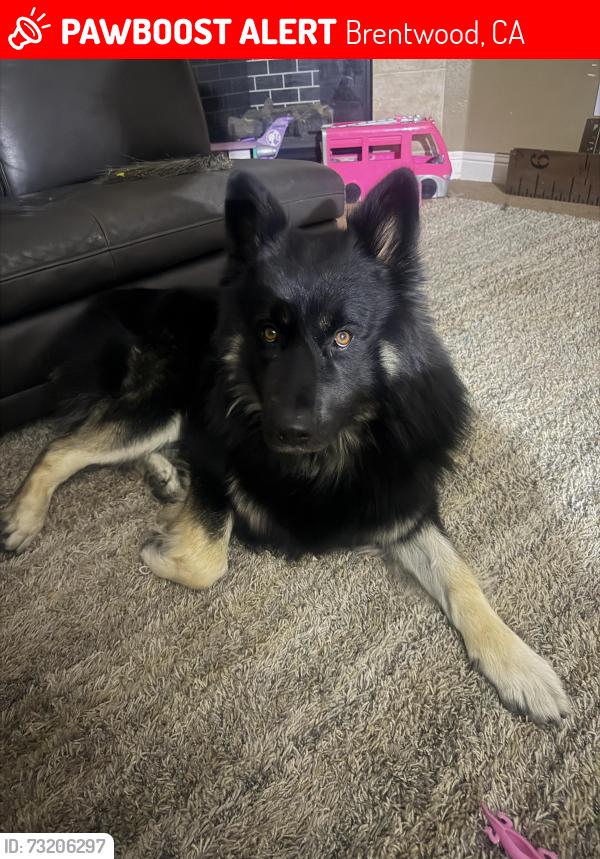 Lost Male Dog last seen John Muir hosp, Brentwood, CA 94513