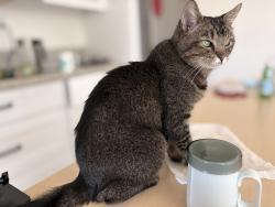 Lost Female Cat last seen Deerfield avenue, Irvine, CA 92606