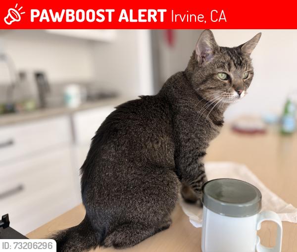 Lost Female Cat last seen Deerfield avenue, Irvine, CA 92606