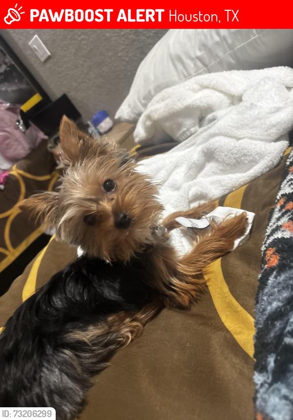 Lost Female Dog last seen Super 8, Houston, TX 77092