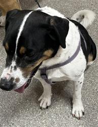 Shelter Stray Male Dog last seen Near BLOCK NEW HAMPSHIRE BLVD, 3528 Newburg Rd, Louisville, KY 40218, USA