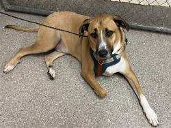 Shelter Stray Male Dog last seen Near BLOCK NEW HAMPSHIRE BLVD, 3528 Newburg Rd, Louisville, KY 40218, USA