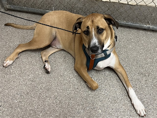 Shelter Stray Male Dog last seen Near BLOCK NEW HAMPSHIRE BLVD, 3528 Newburg Rd, Louisville, KY 40218, USA