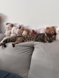 Lost Male Cat last seen Jagare Ridge, Edmonton, AB T6W 4G5