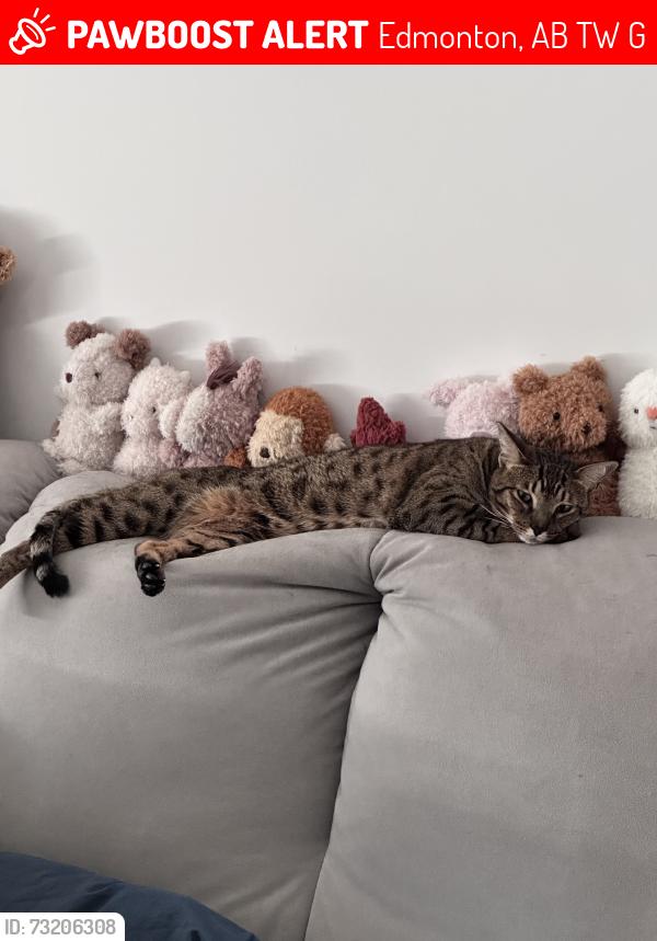Lost Male Cat last seen Jagare Ridge, Edmonton, AB T6W 4G5