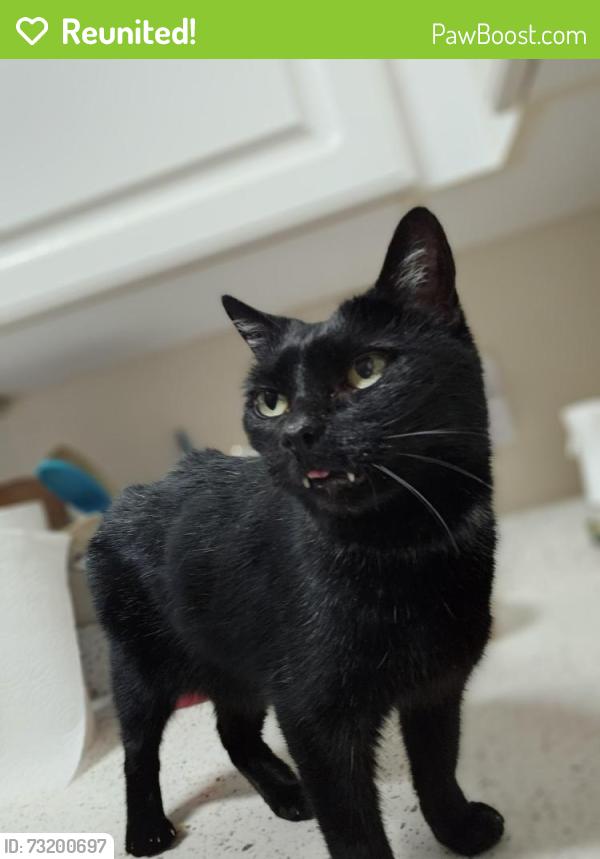 Reunited Male Cat last seen Marina Towers, Camp Pendleton, Oceanside, CA 92054