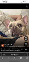 Lost Female Dog last seen Wilson ave and Meade, San Diego, CA 92104