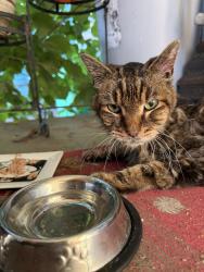 Reunited Male Cat last seen Near NE 80th Ave, Portland, OR 97213, USA, Portland, OR 97213