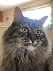 Lost Female Cat last seen summer ave & cagua dr, Albuquerque, NM 87107