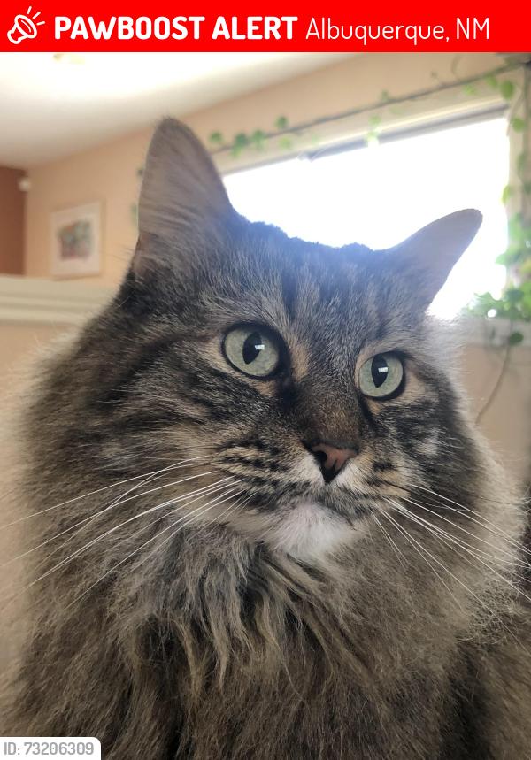 Lost Female Cat last seen summer ave & cagua dr, Albuquerque, NM 87107