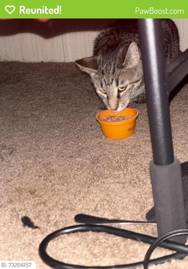 Reunited Male Cat last seen Near Hillside Oaks Dr, Fort Wayne Indiana 46818, Fort Wayne, IN 46818