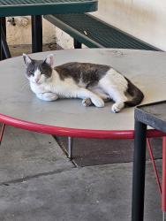 Found/Stray Male Cat last seen Inglewood Ave, Hawthorne, CA 90250