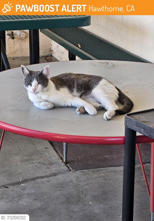 Found/Stray Male Cat last seen Inglewood Ave, Hawthorne, CA 90250