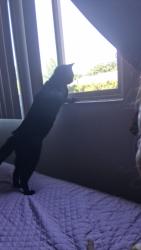 Lost Male Cat last seen Cerca d las vías de tren en bosquesitos, Saint Paul, MN 55117