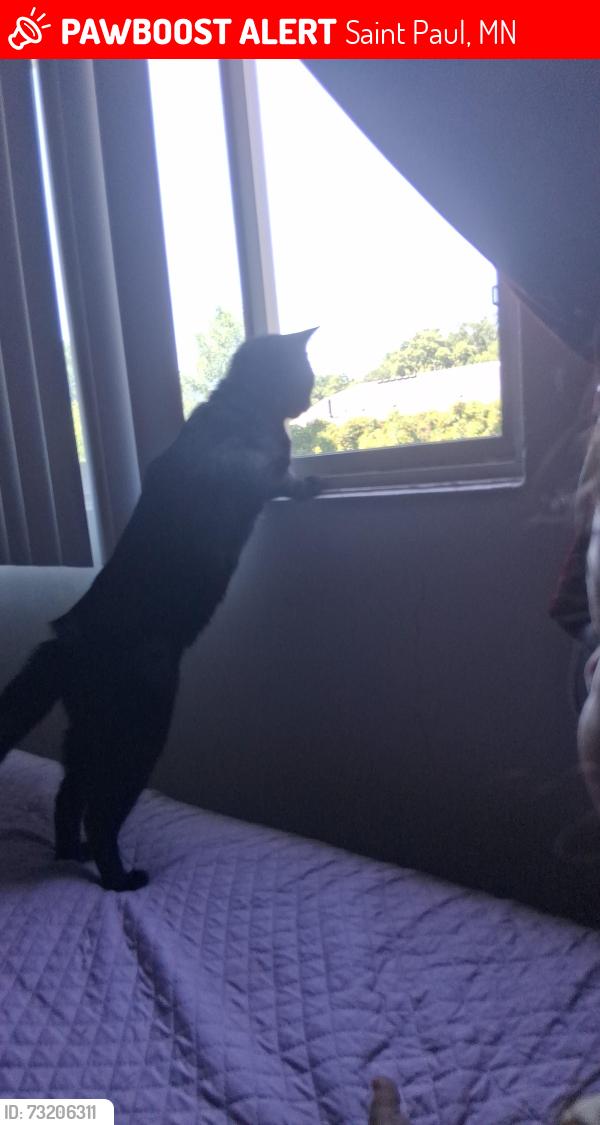 Lost Male Cat last seen Cerca d las vías de tren en bosquesitos, Saint Paul, MN 55117