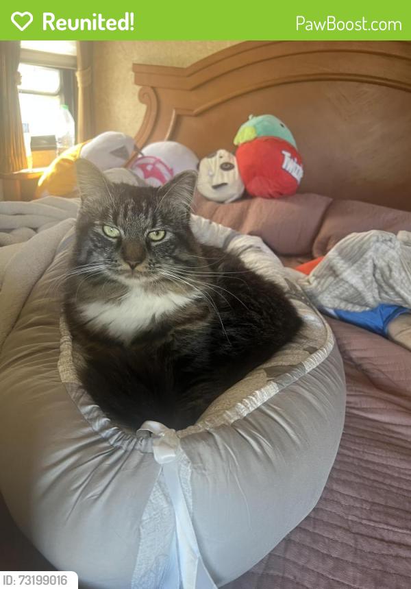 Reunited Male Cat last seen By the alley way on 43rd st, San Diego, CA 92113