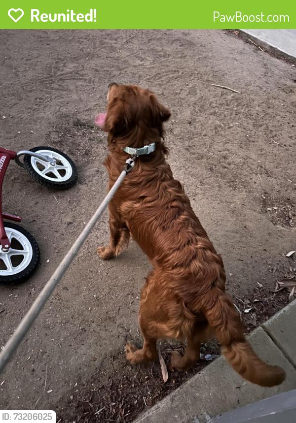 Reunited Male Dog last seen Camino de magnolia, Temecula, CA 92592