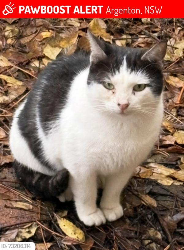 Lost Male Cat last seen Montgomery street Argenton, Argenton, NSW 2284