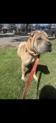 Lost Female Dog last seen Foothill mountain, Upland, CA 91786