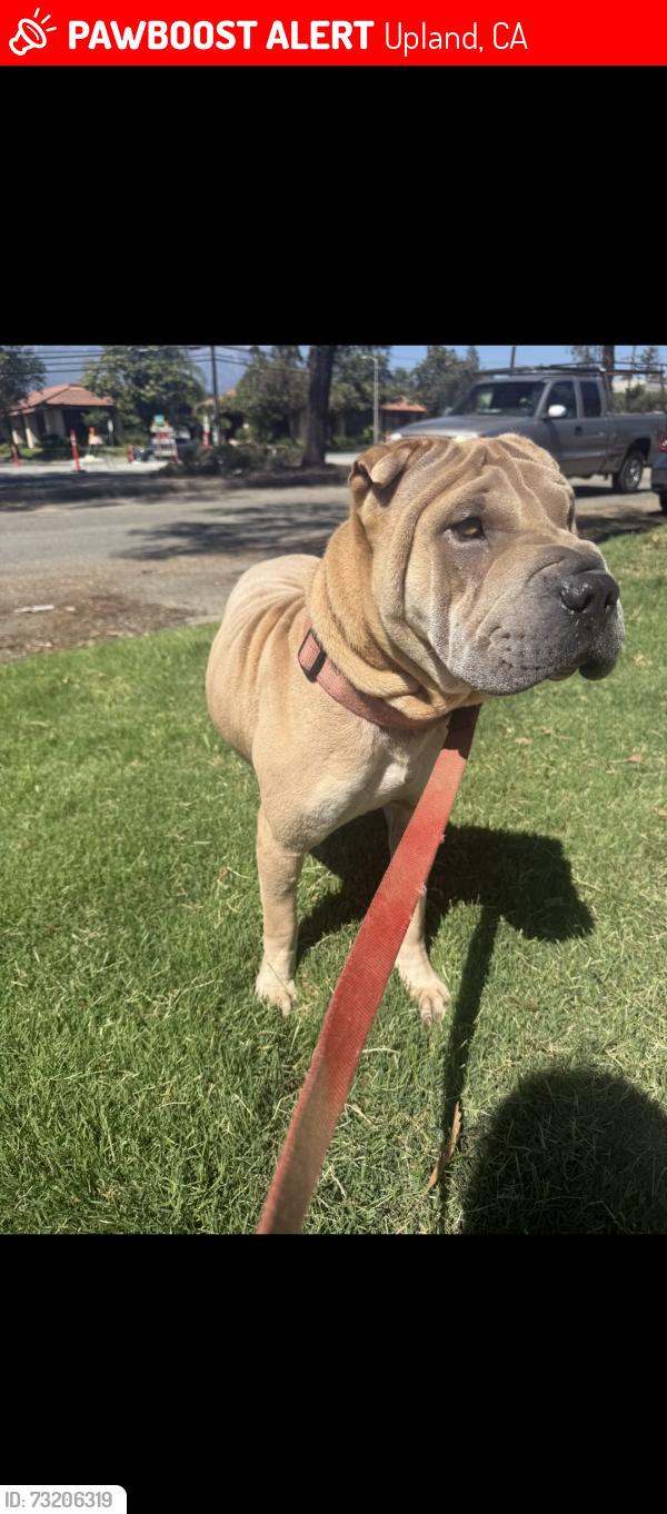 Lost Female Dog last seen Foothill mountain, Upland, CA 91786