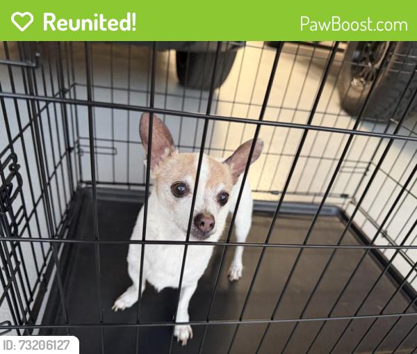 Reunited Female Dog last seen Old Winery area/Lomas Verdes ests, Poway, CA 92064