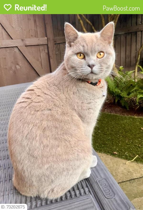 Reunited Male Cat last seen Billinge, Billinge, England WN5 7GB