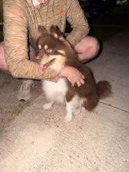 Reunited Male Dog last seen Laurel Pass / Lookout Canyon Creek / Overlook Pky / Canyon Golf, San Antonio, TX 78260