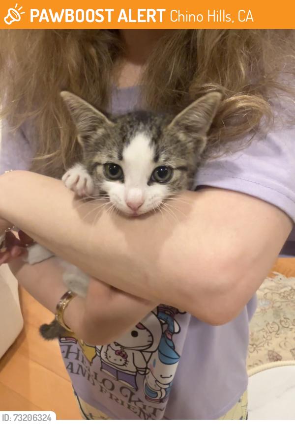 Found/Stray Unknown Cat last seen Stone ridge drive, Chino Hills, CA 91709