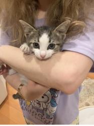 Found/Stray Unknown Cat last seen Stone ridge drive, Chino Hills, CA 91709