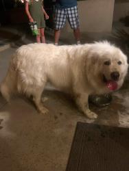 Reunited Unknown Dog last seen Eucalyptus & Paseo Grande CHINO HILLS CA, Chino Hills, CA 91709