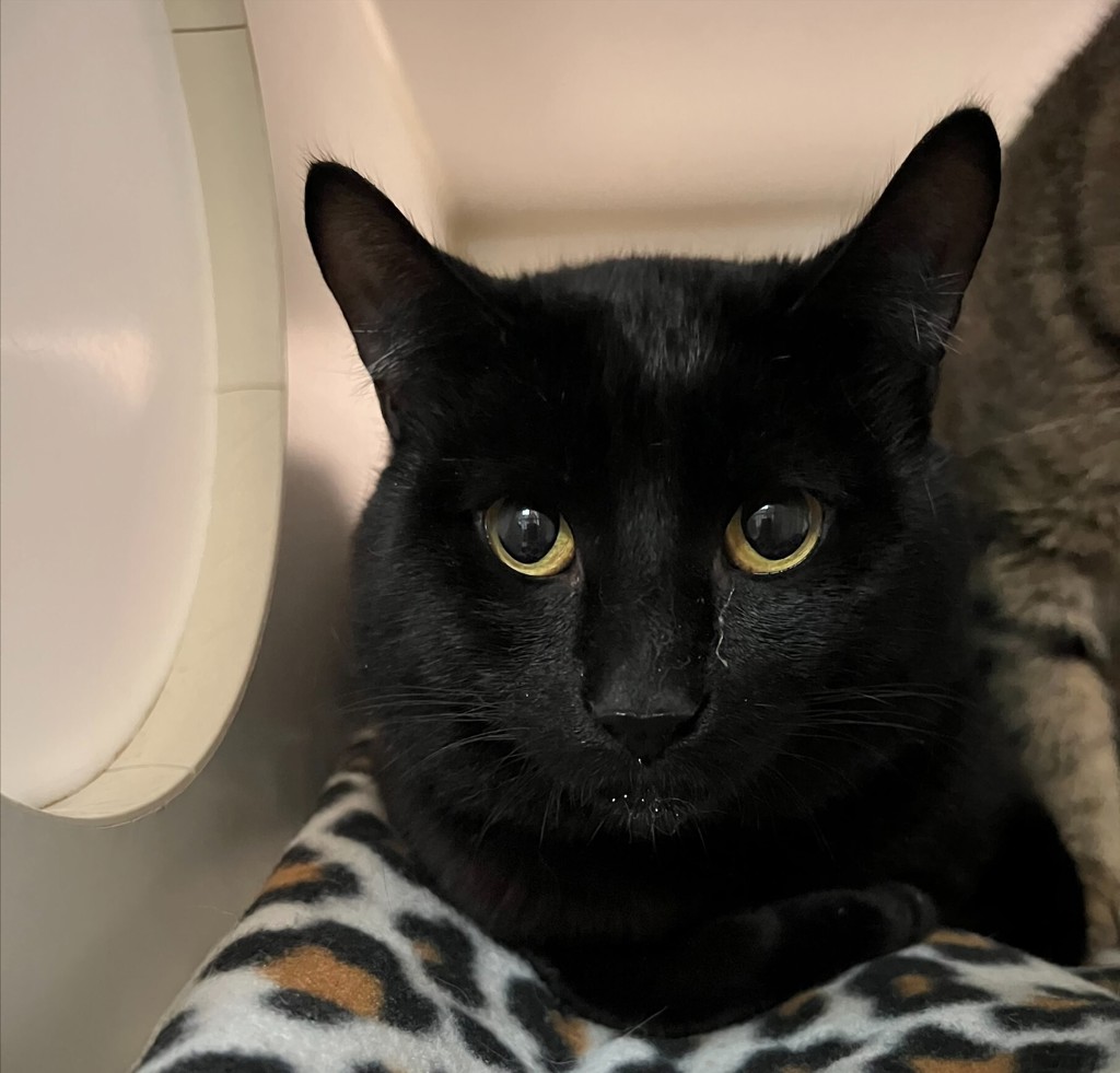 Shelter Stray Male Cat last seen Near Gaines Street, San Diego, CA, 92110, 5500 Gaines St, San Diego, CA 92110, USA