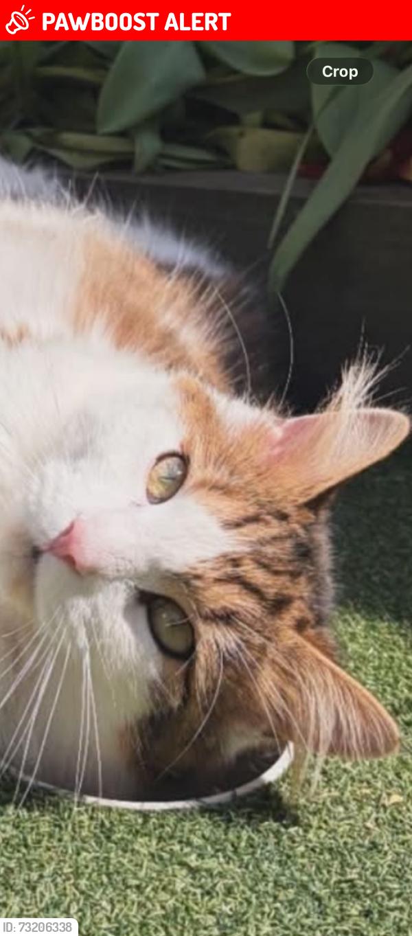 Lost Male Cat last seen near sainsbury’s, Devon, England EX7 0RN