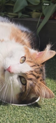 Lost Male Cat last seen near sainsbury’s, Devon, England EX7 0RN