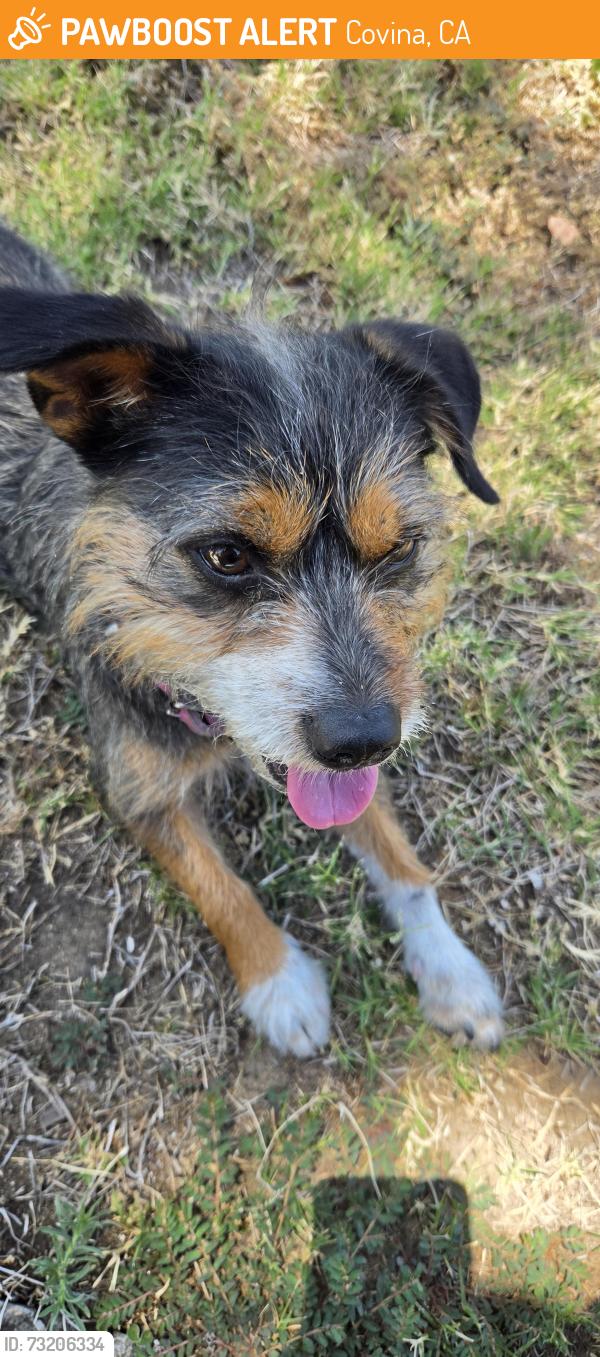 Found/Stray Female Dog last seen Azusa and Workman, Covina, CA 91791