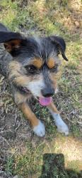 Found/Stray Female Dog last seen Azusa and Workman, Covina, CA 91791