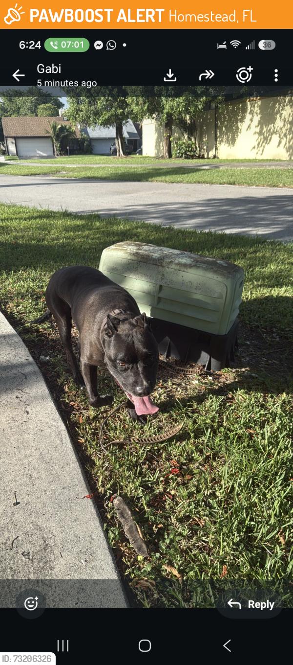 Found/Stray Male Dog last seen Audubon Park, Homestead, FL 33035