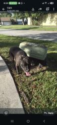 Found/Stray Male Dog last seen Audubon Park, Homestead, FL 33035
