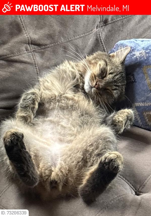 Lost Female Cat last seen Melvindale, Melvindale, MI 48122